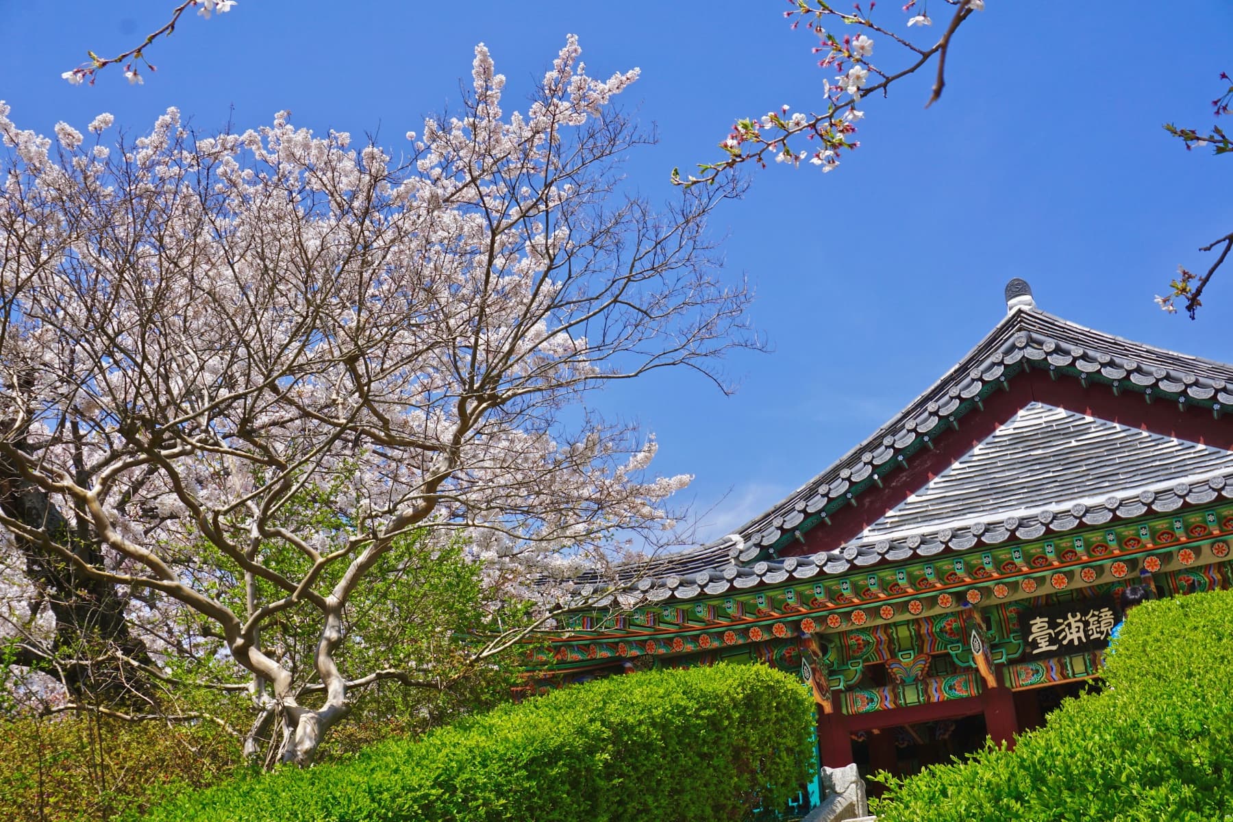 2019 강릉벚꽃잔치 경포대 - 9